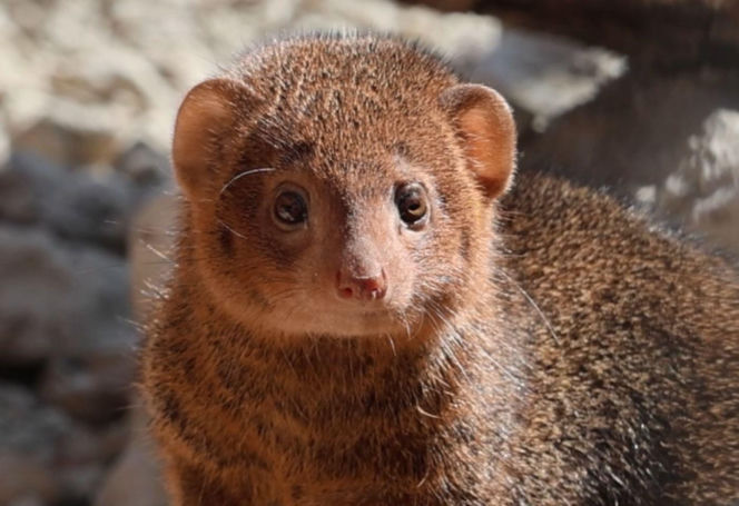 Mangusteczki karłowate, choć mają zaledwie kilkadziesiąt centymetrów długości, potrafią zaskoczyć energią, sprytem i… niezwykłym życiem towarzyskim