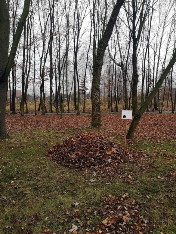 Dokąd nocą tupta jeż? Do Sosnowca!