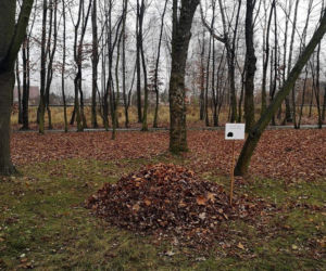Dokąd nocą tupta jeż? Do Sosnowca!