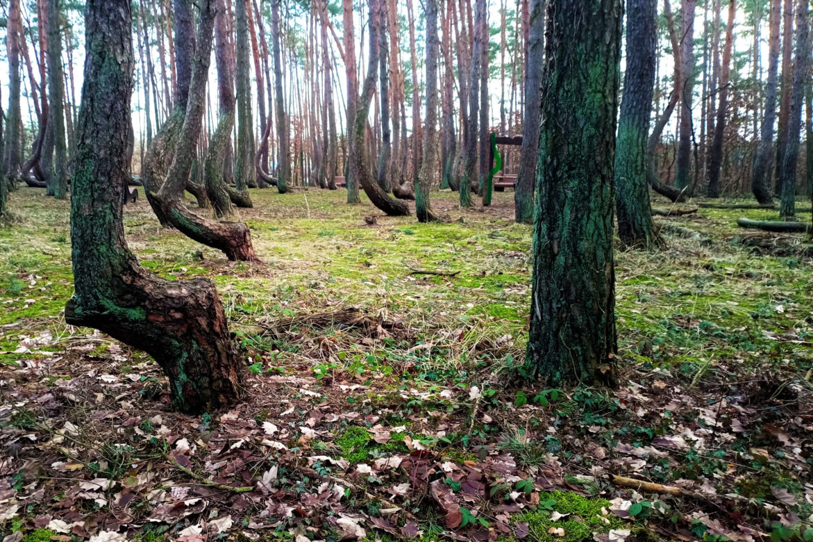 Krzywy Las pod Gryfinem