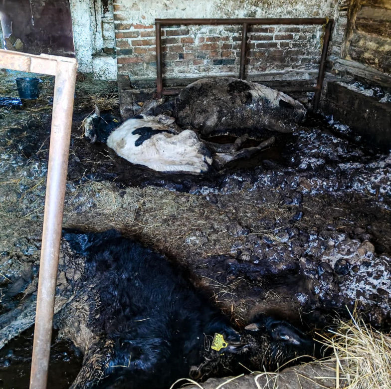 Zagłodził stado krów, a także kury