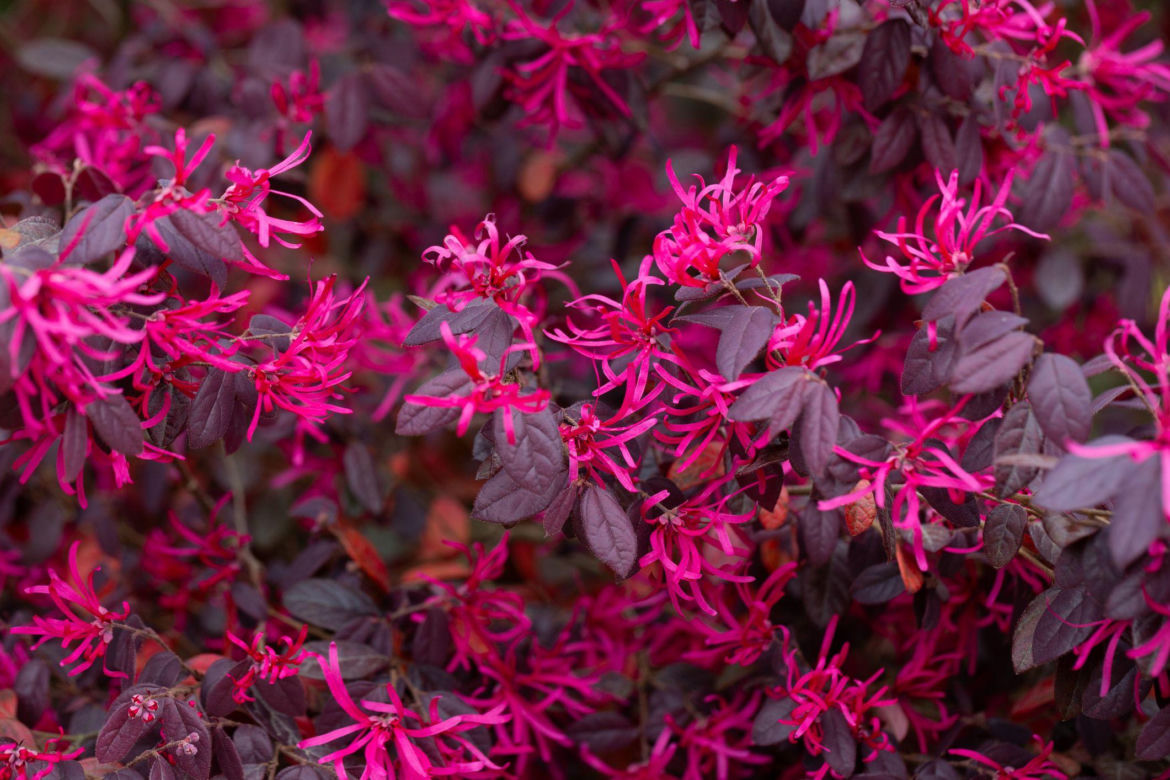Loropetalum chińskie