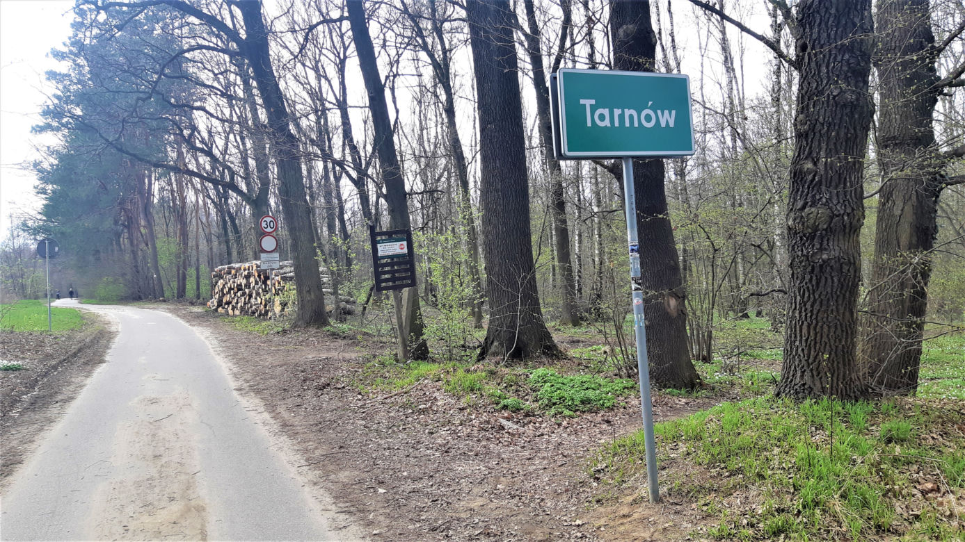 Wycinka drzew w lasku Lipie. Zobacz efekt pracy leśników!