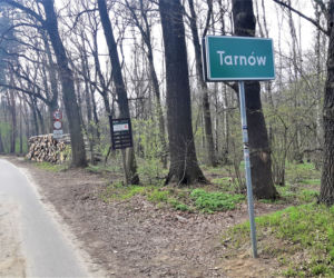 Wycinka drzew w lasku Lipie. Zobacz efekt pracy leśników!
