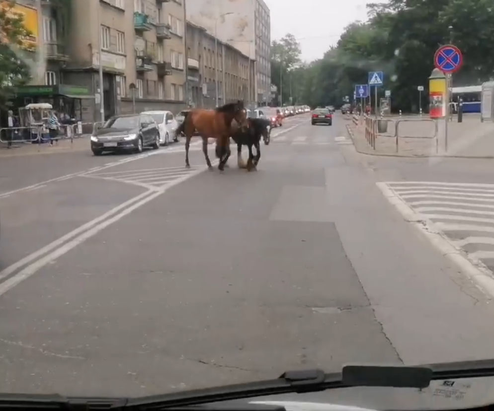 Po centrum Krakowa biegały bezpańskie konie. Policja szuka ich właściciela
