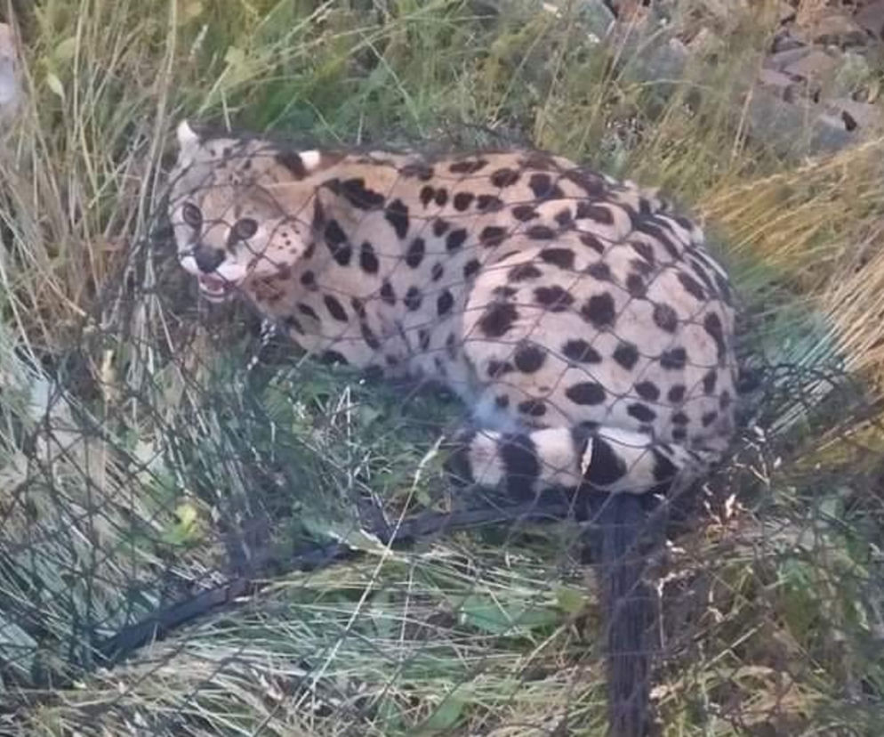 Serwal afrykański znaleziony w centrum Łodzi! Animal Patrol szuka właściciela! Internauci nie zostawili na nim suchej nitki