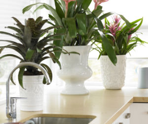 Bromelia