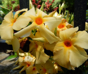 Zapomnij o pelargoniach. To najmodniejsza roślina balkonowa tego roku