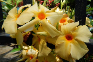 Zapomnij o pelargoniach. To najmodniejsza roślina balkonowa tego roku