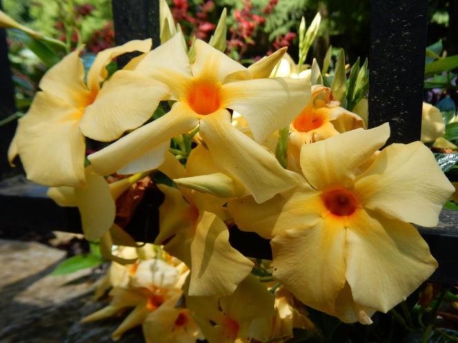 Zapomnij o pelargoniach. To najmodniejsza roślina balkonowa tego roku
