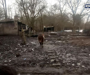 Mężczyzna z Bytomia trzymał zwierzęta w skandalicznych warunkach