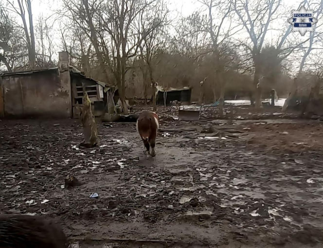 Mężczyzna z Bytomia trzymał zwierzęta w skandalicznych warunkach