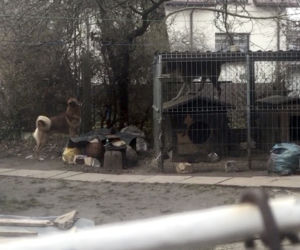 To On operował suczkę, której psy oderwały łapę
