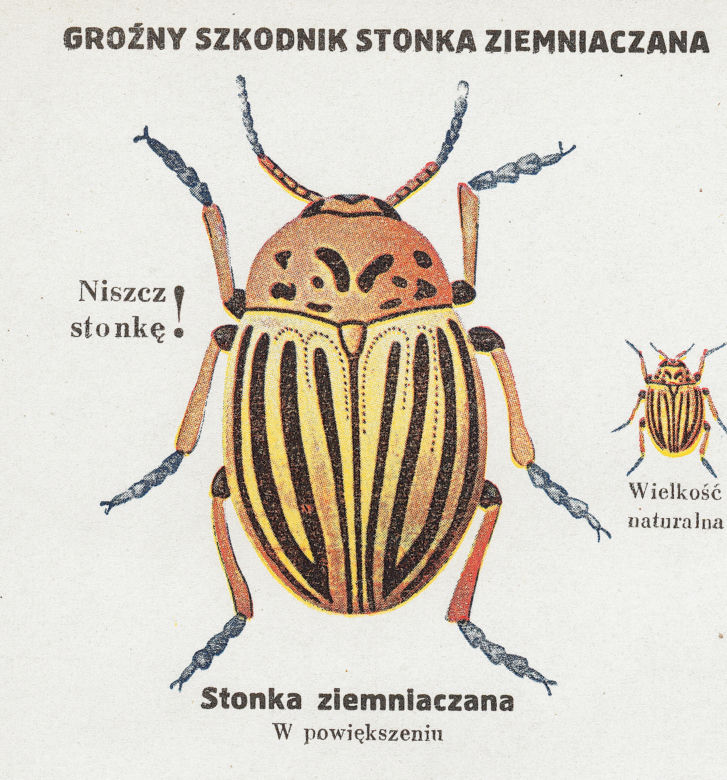 Rysunek poglądowy jak odróżnić stonkę od innych żuków