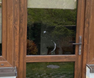 Dolny Śląsk: Ostrzelali okna i postrzelili kota