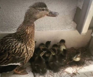 Majka Jeżowska ratuje kaczki
