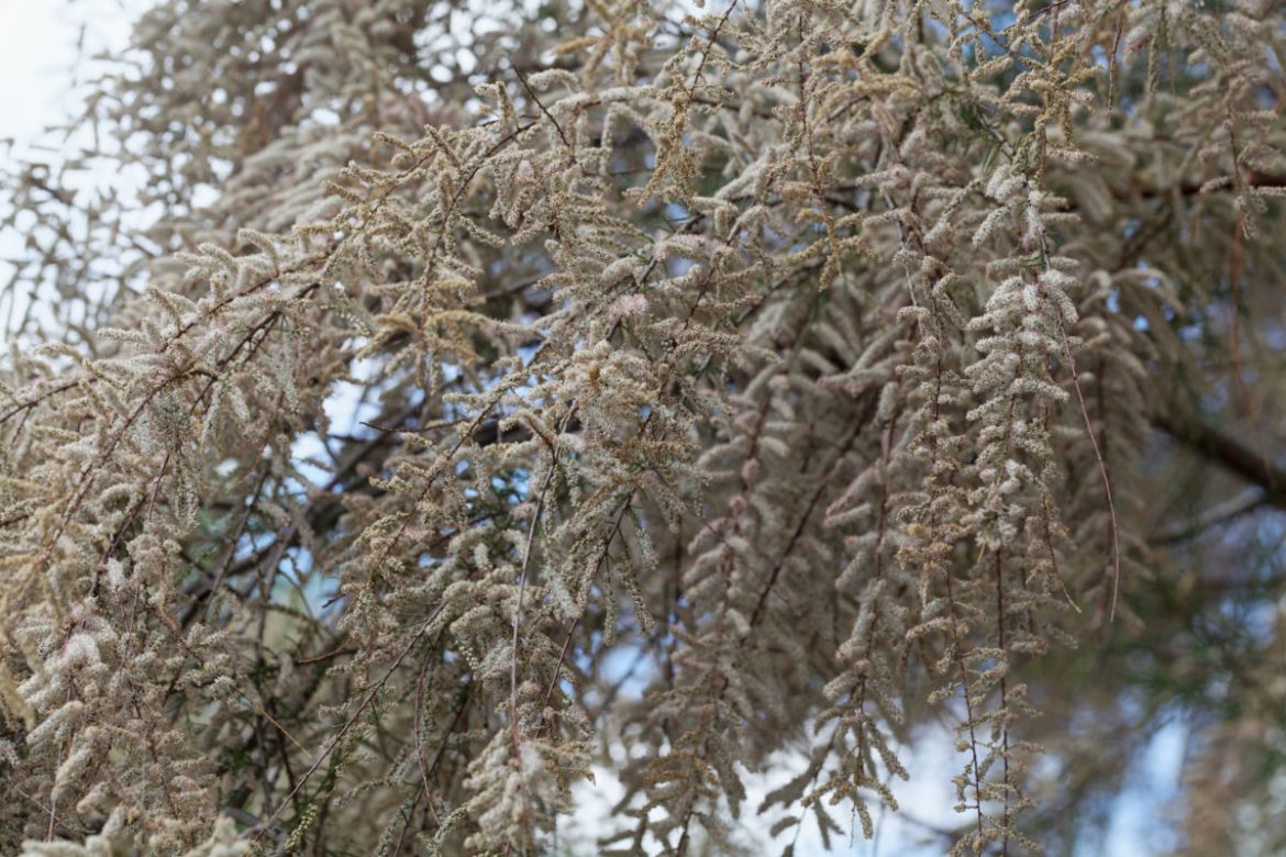 Tamaryszek