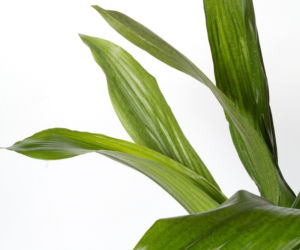 Aspidistra wyniosła