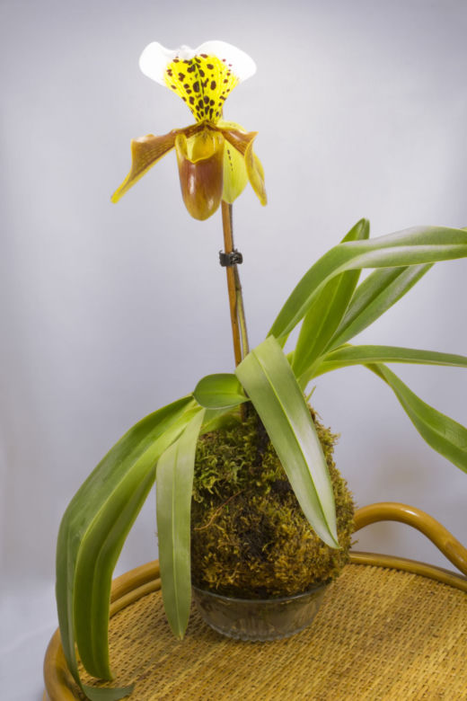 Kokedama