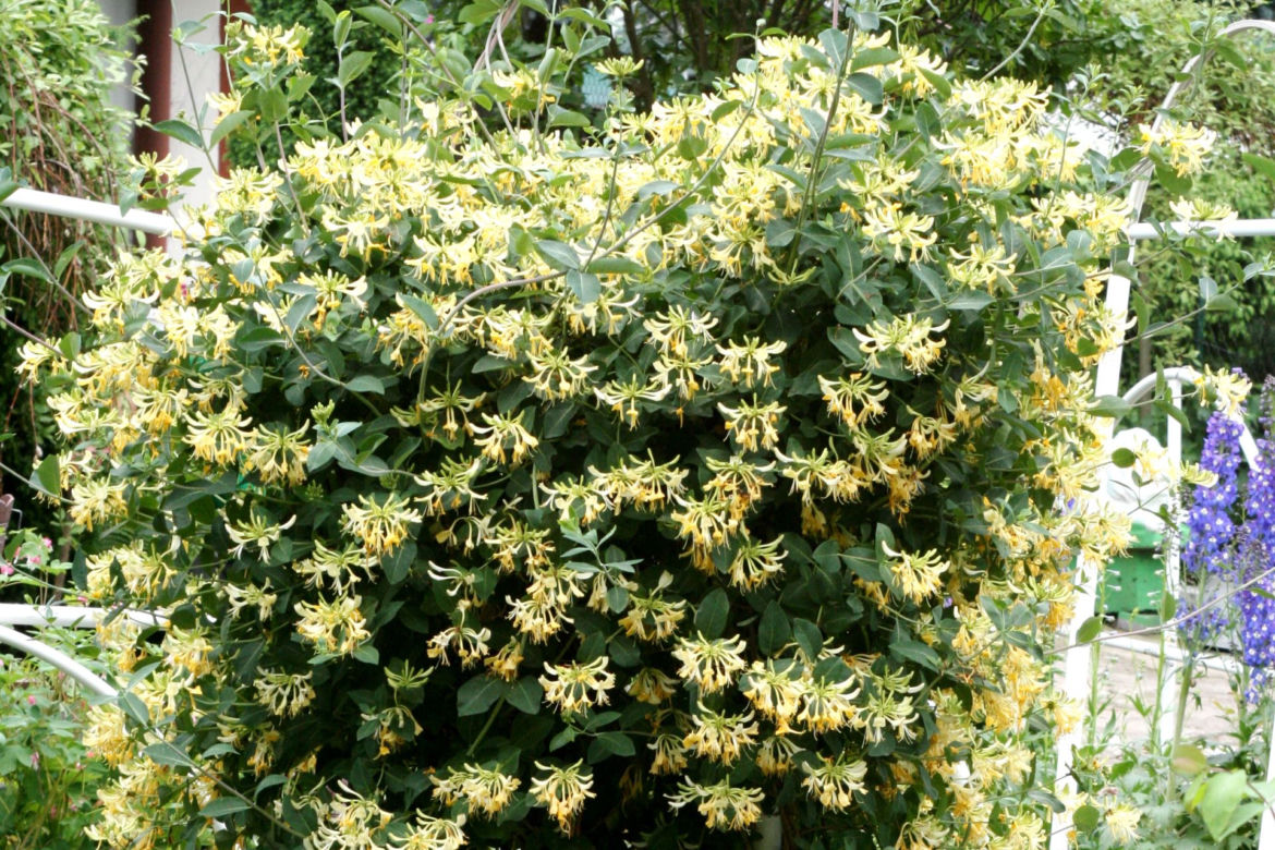Wiciokrzew pomorski odmiana 'Graham Thomas'   