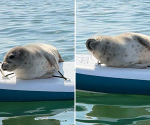 Foka na głównej plaży w Mielnie