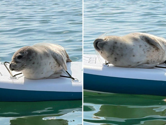 Foka na głównej plaży w Mielnie