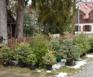 Co zrobić z choinką po świętach w Waszawie?