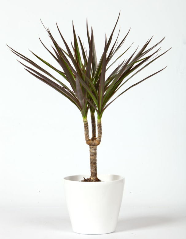 Dracena obrzeżona