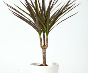 Dracena obrzeżona