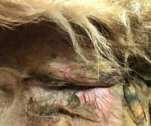 Ciężko chory, zaniedbany pies powoli umierał w budzie przed domem. KTOZ: Żywe były już tylko oczy [ZDJĘCIA]