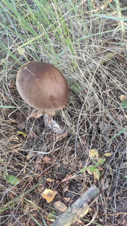 Grzybobranie Podkarpacie