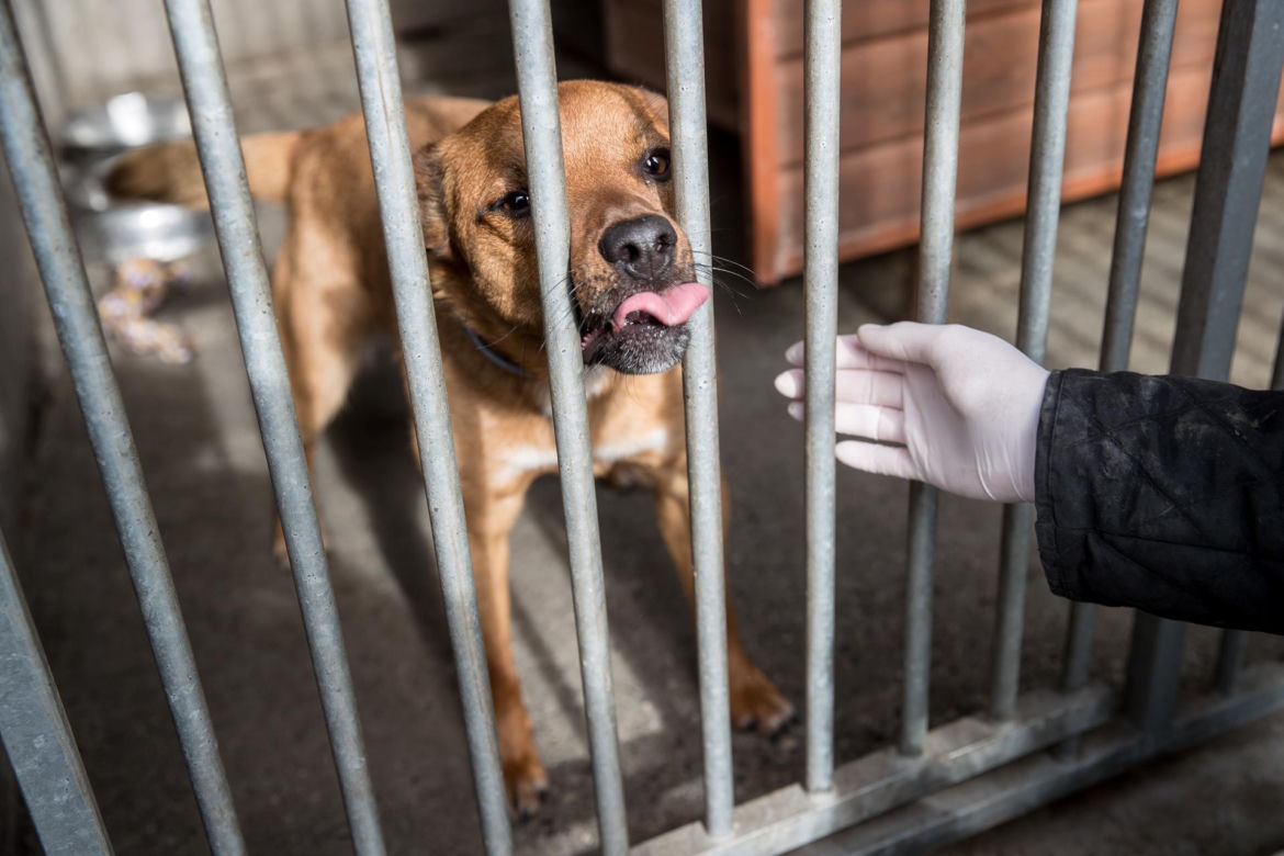 Mieszkańcy Krakowa chętnie adoptują psy w czasie koronawirusa