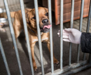 Mieszkańcy Krakowa chętnie adoptują psy w czasie koronawirusa