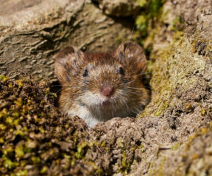 Ochrona ogrodu przed nornicami: ile kosztują popularne zabezpieczenia? 