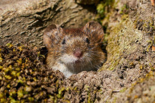 Ochrona ogrodu przed nornicami: ile kosztują popularne zabezpieczenia? 