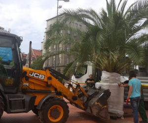 Palmy wróciły na rynek w Katowicach