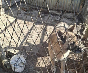 Zaniedbane psy w powiecie myszkowskim