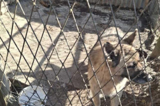 Zaniedbane psy w powiecie myszkowskim