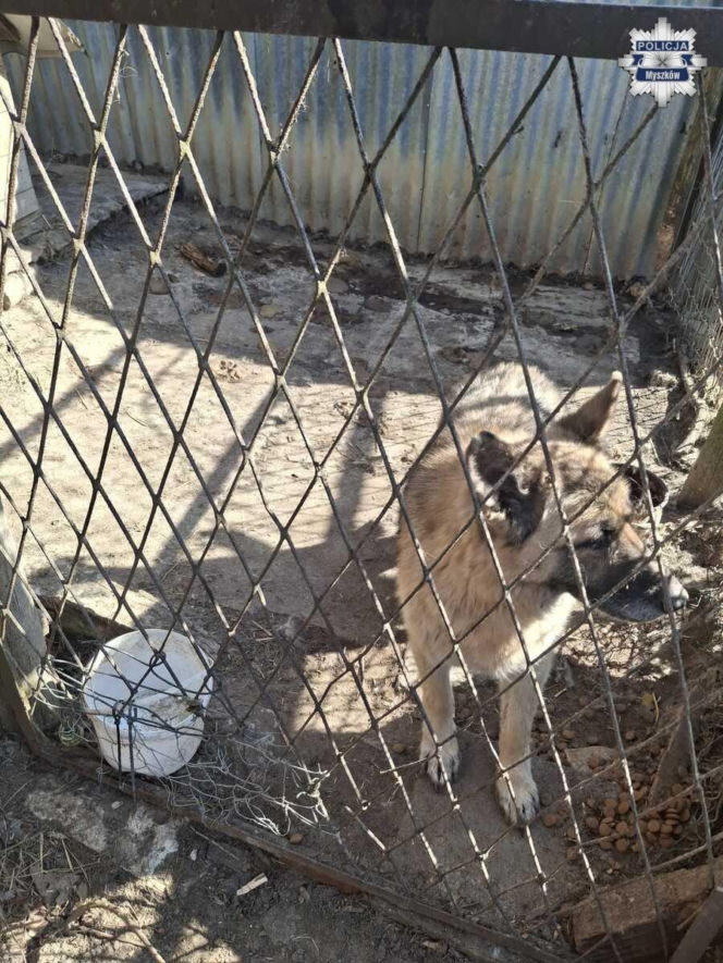 Zaniedbane psy w powiecie myszkowskim