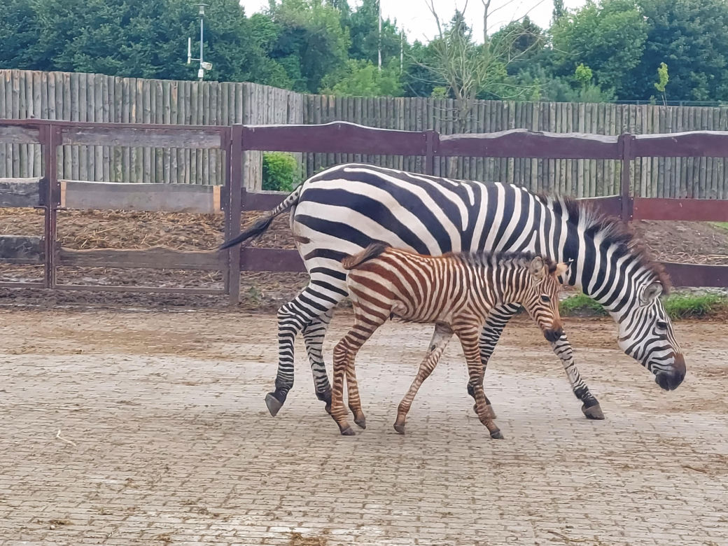 Mała zebra w zamojskim ZOO