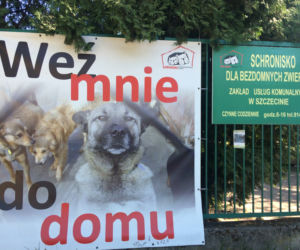 Schronisko dla zwierząt w Szczecinie