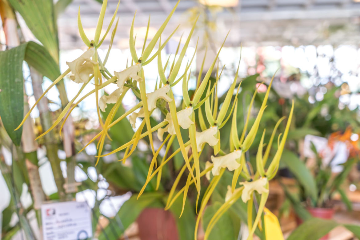  Brassia