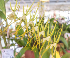  Brassia