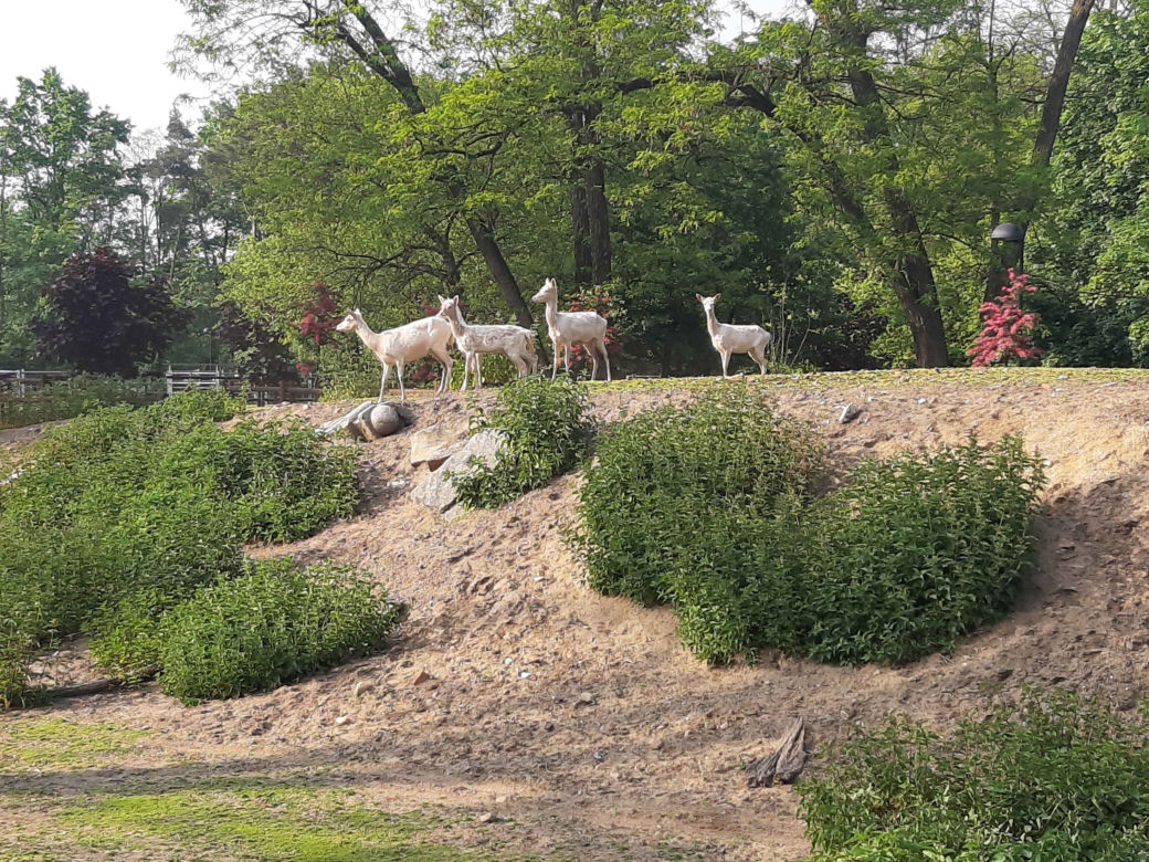 Nowe zwierzęta w Mini ZOO w Lesznie