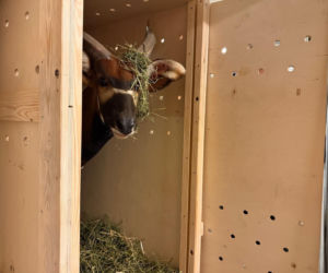 Bongo Matayo nowym lokatorem ZOO w Warszawie