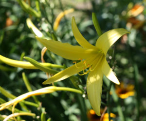 Liliowiec ogrodowy