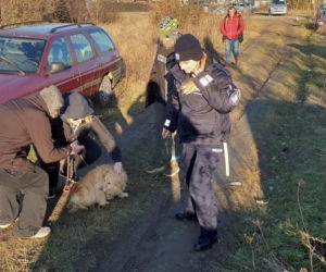 Maltretował psy. Łańcuchy wrastały im w szyję