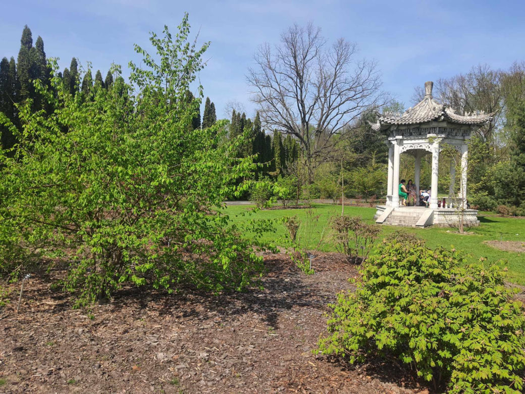 Kwitnące wiśnie i magnolie w Ogrodzie Botanicznym w Powsinie