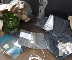 Policja ujawniła 3 miejsca uprawy konopii