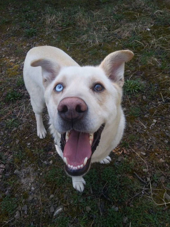 NIKT NIE CHCE PRZYGARNĄĆ PSA Z HETEROCHROMIĄ
